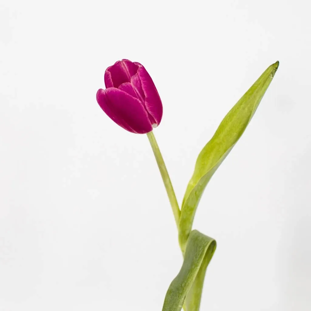 Flushed Berry Pink Tulips