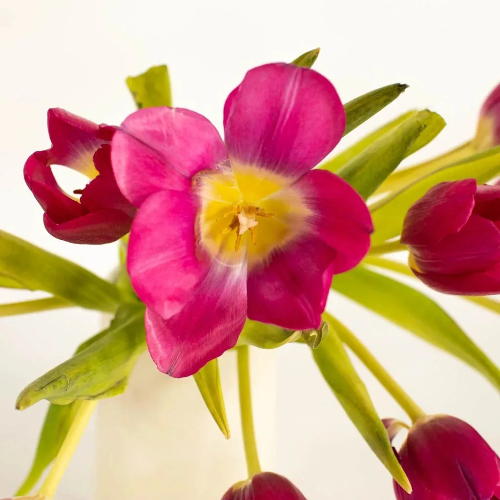 Flushed Berry Pink Tulips