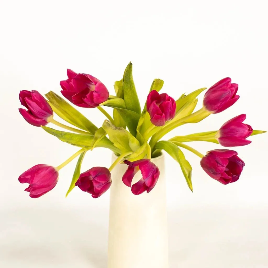 Flushed Berry Pink Tulips