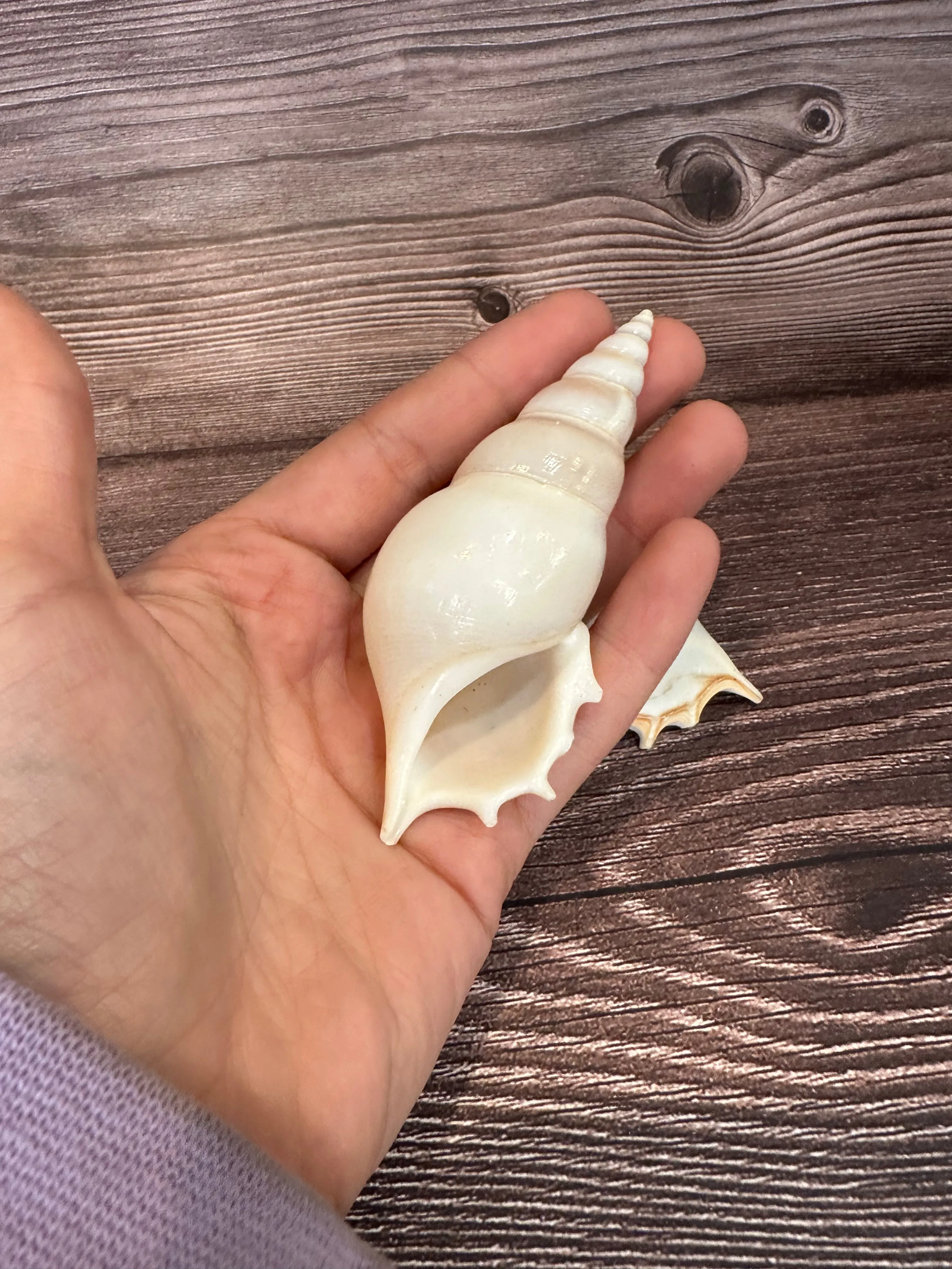 Rostellariella Delicatula Shell – Delicate Tibia, 3-4"